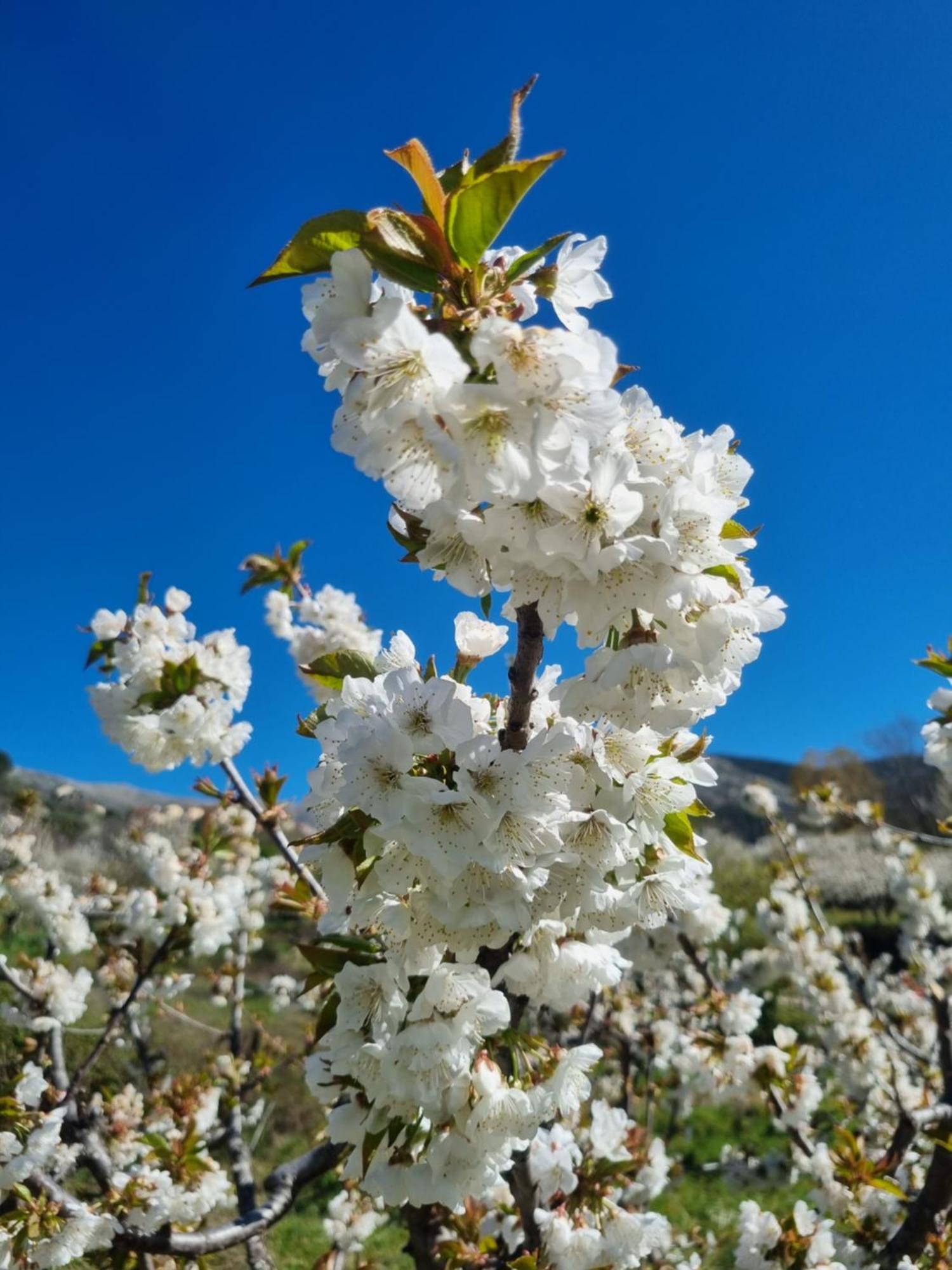 La Albarea By #cherrygredos El Arenal (Castile and Leon)
